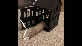 My pet rat Bean's go to crate trick (w/ a lantern!) #shorts
