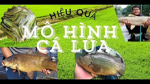Hiệu quả nghề nuôi cá trên ruộng lúa   Sắc màu phương Nam
