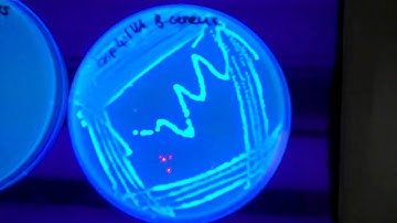 Fluorescent detection of nitroreductase activity
