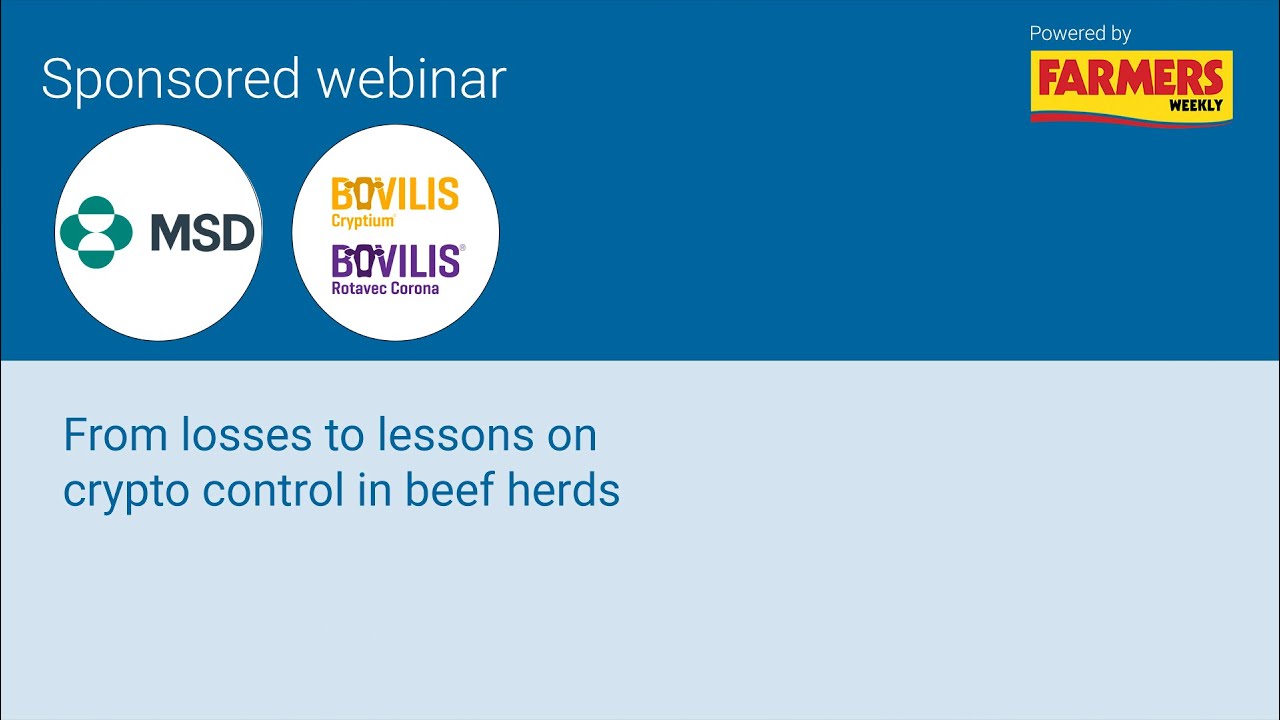 From losses to lessons on crypto control in beef herds