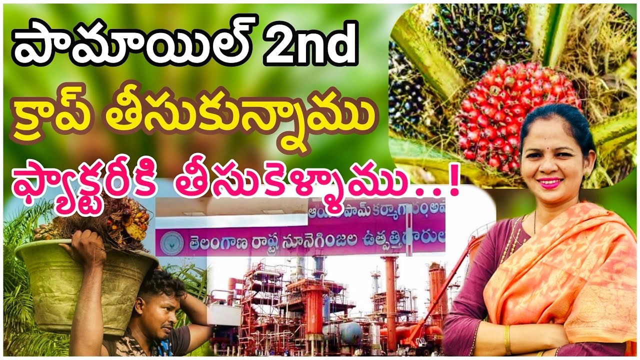 🌴పామాయిల్ రెండవ క్రాప్ దగ్గర నుండి ఫ్యాక్టరీకి తీసుకెళ్లేవరకు | Oil Palm cultivation | Palmoil sagu