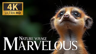 Marvelous Nature Voyage 4K 🌿 Jungle Discovery with Lush Piano Chords 🎵