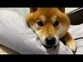 柴犬が少し拗ねた夜。