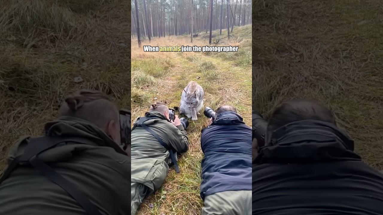 When your filming assistant has four paws 🎥🐾#animals #wildlife #photography #fyp