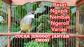 Masteran Cucak Jenggot Jantan Gacor Emosian || kicau pidong