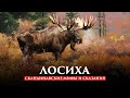 ЛОСИХА | СКАНДИНАВСКИЕ МИФЫ И СКАЗАНИЯ #4