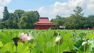 2023年8月27日 猿賀公園の蓮の花状況【青森県平川市】