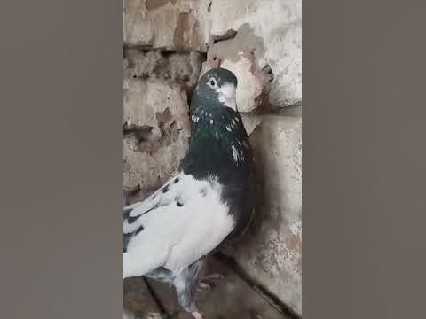 Breeder pigeon 🕊 #rampurikabootar#kabootar_baaz #breederpigeons # ...