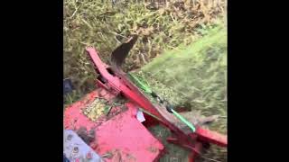 Kubota B7100 HST takes on 3’ tall grass