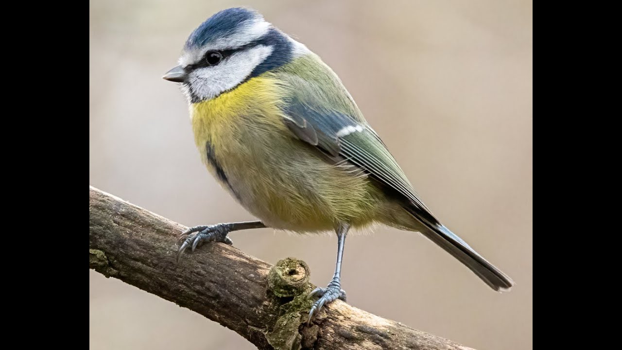 Birdbox Camera - Live Stream - Mid-Wales 2023