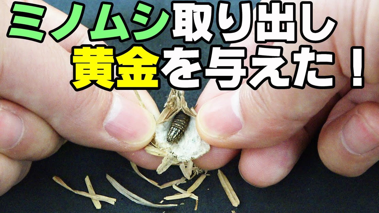 非常に珍しい蓑虫（みのむし）の皮で製作されたハンドバッグ（お話し合い
