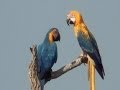 Rare bird, I'm shaking with emotion, Blue-and-yellow Macaw, Genetic mutation, Ara ararauna,