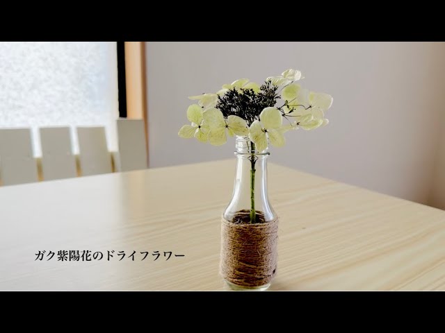 ドライフラワー】ガク紫陽花のドライフラワー・摘み取るタイミング
