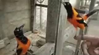 BURUNG UNIK khas Amerika Campo troupial mirip KACER ngeplay buka ekor