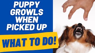 Puppy Growls When Picked Up, Moved, or Touched by Geoff Boileau 13,662 views 2 years ago 12 minutes, 25 seconds