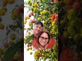 Rambutan Couple Viral Short Fruits 
