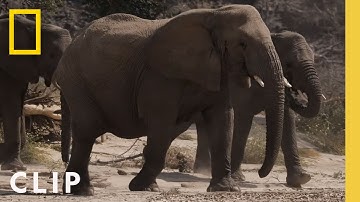 Witnessing the Great Desert Elephants | Secrets of the Elephants