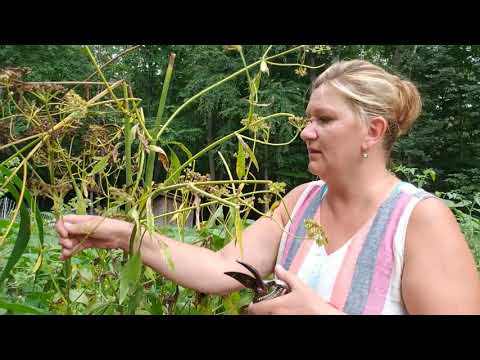 Video: Lovage Urtemidler: Forstå Lovage helsemessige fordeler