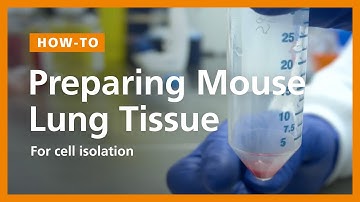 How to Prepare a Single-Cell Suspension from Mouse Lung Tissue