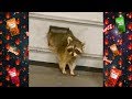 Ultimate Funny Animal Fails Vine Compilation #1 | The Sauce January 2018