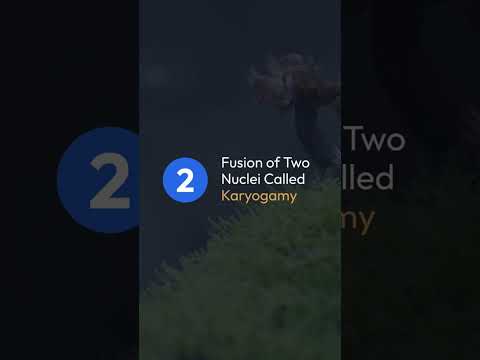 Video: Кариогамия жана плазмогамия деген эмне?