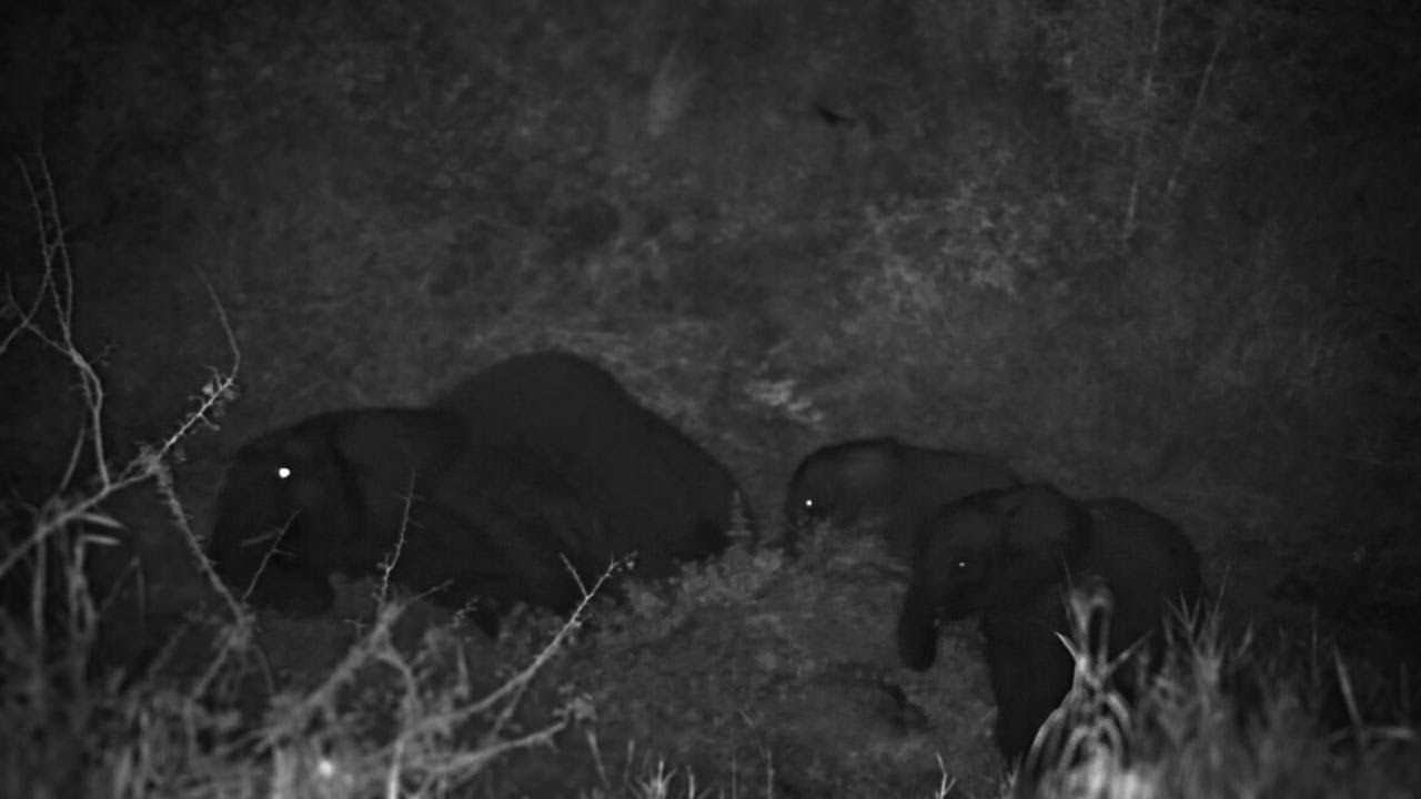 Elephant Lies Down For A Nap YouTube elephant-lies-down-for-a-nap-youtube