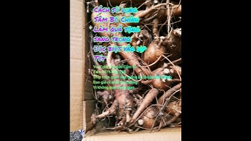 Cách sử dụng Sâm Bố Chính.  Ship toàn quốc hạt giống và Củ tươi #sambochinh Zalo 0975.058.285