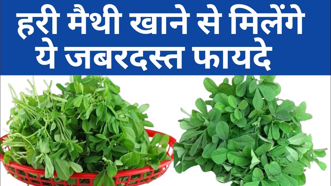 हरी मैथी खाने से क्या होता है हरी मैथी खाने के फायदे जानकर उड़ेगे होश ! Green Fenugreek