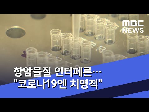 항암물질 인터페론 코로나 환자에게는 치명적