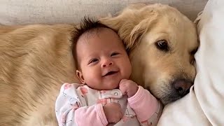 Cute Golden Retriever And Baby Videos (Compilation)