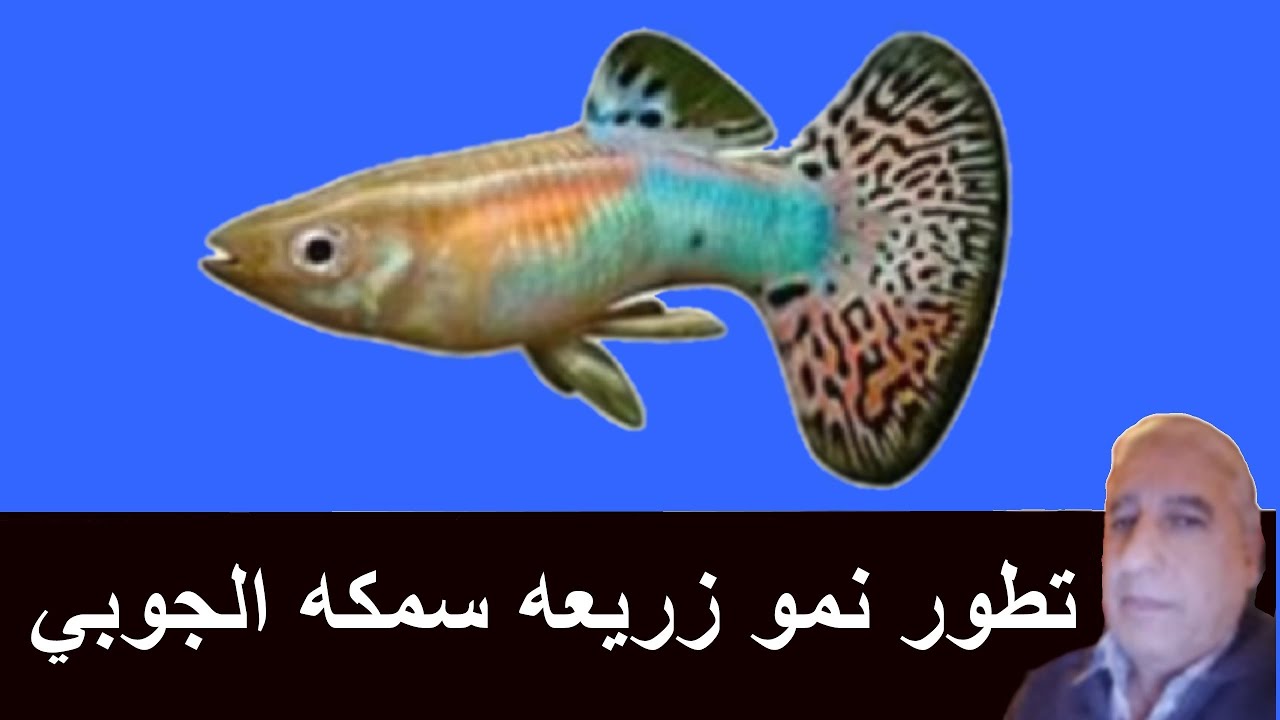 تطور نمو زريعه سمكه الجوبي