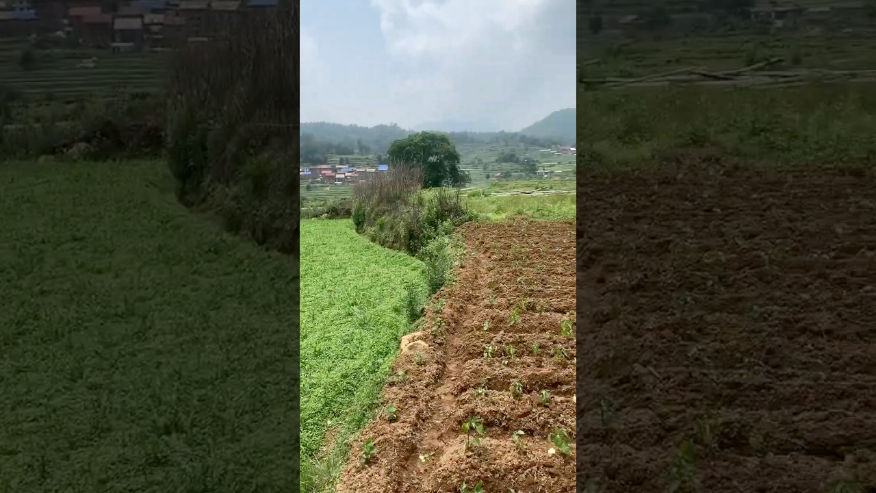 Farmland in nepal 