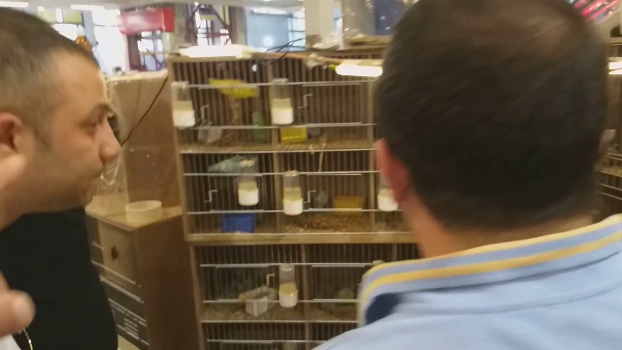 Ankara kuş fuarı 2018 forpus tezgahı ve ender türler 😉