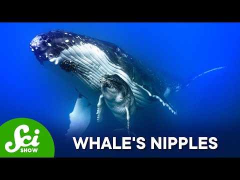Where Are A Whale's Nipples? thumbnail