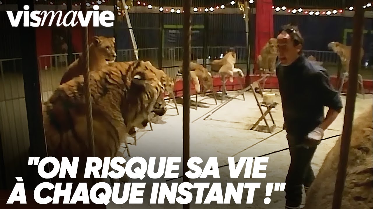 Il Apprend à être Dompteur de Fauves : Il Entre dans la Cage et Regrette Direct ! | VIS MA VIE