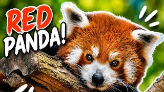 Meet the Adorable Red Panda