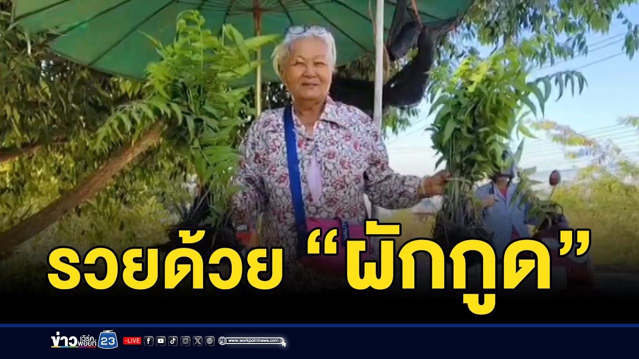 ยายปลูก “ผักกูด” ขาย รายได้งาม l ตลาดข่าว - ข่าวเช้าเวิร์คพอยท์ l 25 ธ.ค.67