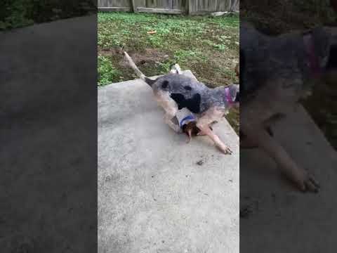 Carolina Coonhound Rescue 97