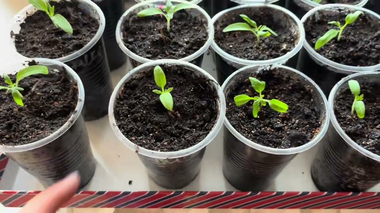 Рассада маленькая урожая не будет, обзор рассадника, пикировка томатов,  всходы фасоли