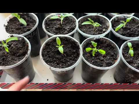 Рассада маленькая урожая не будет, обзор рассадника, пикировка томатов, всходы фасоли