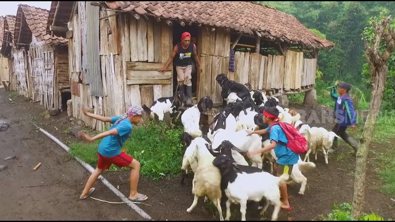 Perah Susu Kambing | BOCAH PETUALANG 