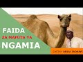 Mafuta ya ngamia na faida zake sheikh abuu jadawi