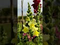 Nature Beauty | mood refreshing #shorts #anime #youtubeshorts #short #animalmoviesongs #song