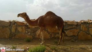 أمطار مركز خيبر الجنوب شرق عسير الأحد 27 صفر 1438