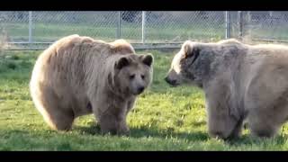 Jenny and Amy - when bears roughhouse it is always something to see and admire!