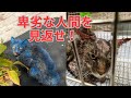 【91】全身にペンキを塗られた○待被害の猫達が‥交通事故保護のトマト君は更なる手術を経て完全復活！