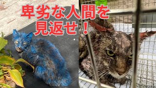 【91】全身にペンキを塗られた○待被害の猫達が‥交通事故保護のトマト君は更なる手術を経て完全復活