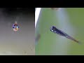 Neon Tetra Fry Growing Time Lapse