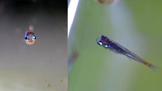 Neon Tetra Fry Growing Time Lapse