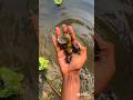 Modified snail next to Sonali #camping #bushcraft#survival #outdoors#skills#idea#shorts
